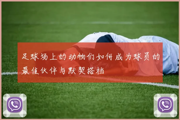 足球场上的动物们如何成为球员的最佳伙伴与默契搭档